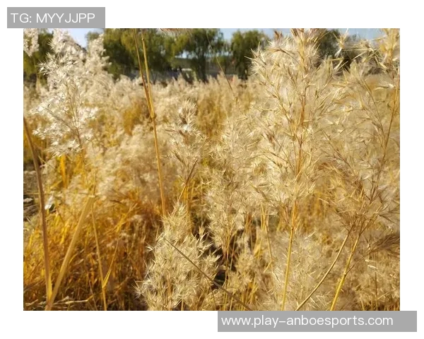 与周丽畅谈王者荣耀的成长历程与职业生涯的点滴回忆